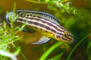 Tatlı su Balık Gölü Ta üzerinden Julidochromis ornatus genç erkek