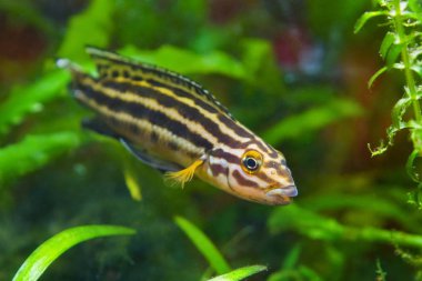 Julidochromis ornatus genç erkek balık akvaryum Tanganika Gölü üzerinden