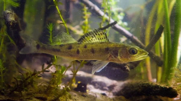 Zander Poleiro Lúcio Sander Lucioperca Foto Close Peixe Juvenil Água — Fotografia de Stock