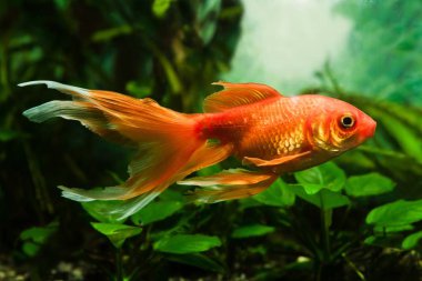 curious and human friendly goldfish pet, artificial aqua trade breed of wild Carassius auratus carp, Chinese national symbol ornamental fish, feel comfortable in nature planted tank clipart