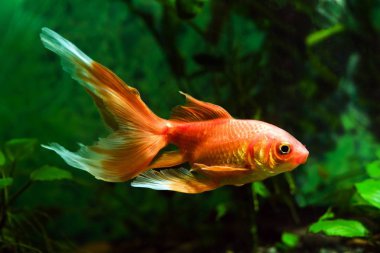goldfish, artificial aqua trade breed of wild Carassius auratus carp, young and healthy comet-like long tail and bright orange coloration ornamental fish, pure breed showing its full beauty in nature planted tank clipart