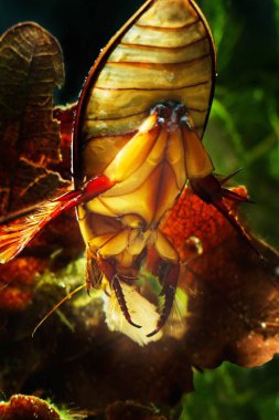 Büyük dalış böceği, Dytiscus marginalis, erkek, akşam yemeği yer, bir parça balık eti yer, büyük, saldırgan yırtıcı böcek, geniş yayılmış ve savunmasız vahşi tatlı su türleri, Avrupa 'nın ılıman soğuk su biotope akvaryumunda