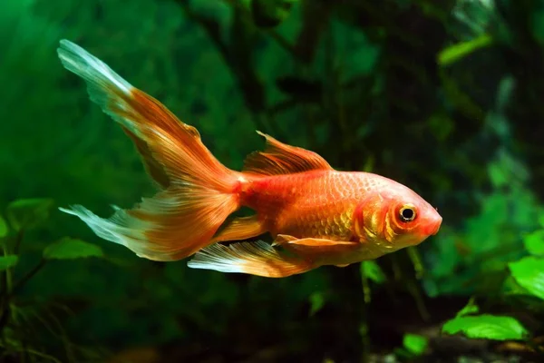 Peces Colores Acuario Artificial Comercio Raza Carpa Silvestre Carassius Auratus — Foto de Stock