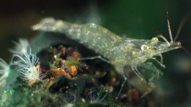 kabuklu sarımsak, Baltık karidesi, tuzlu su decapod, yeşil alglerdeki periopodları ve antenleriyle yiyecek için deniz bitkilerini inceler.