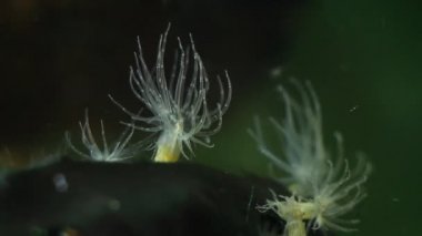 Deniz şakayığı Actinia sp., muhtemelen Diadumene lineata, yetişkin sağlıklı yırtıcı dokunaçlarını Karadeniz 'deki tuzlu su biyo-su akıntısında plankton yiyeceğini yakalamak için hareket ettirir.
