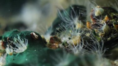 Deniz yırtıcılarından oluşan bir grup - anemon Actinia sp., muhtemelen Diadumene lineata, yetişkin sağlıklı polipler dokunaçlarını hareket ettirir ve Karadeniz akvaryumunun su akvaryumunda plankton besinlerini yakalarlar.