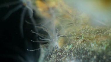 Aktinia sp., muhtemelen Diadumene lineata, deniz şakayığı dokunaçlarını Karadeniz 'deki tuzlu su biyo akvaryumunun su akıntısında plankton yiyeceğini yakalamak için hareket ettirir.