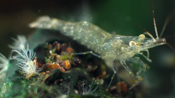 Crustáceo Palaemon adspersus, camarão-do-mar, decápodes de água salgada inspeciona a vegetação marinha em busca de alimento com seus pereiópodes e antenas em algas verdes — Vídeo de Stock