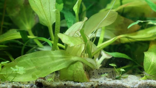 Cobitis taenia, väder spined loach, bred liten orm-liknande sötvatten fisk sökning efter byten på sand botten i naturen akvarium — Stockvideo