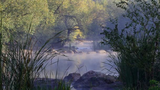 Rzeka z szybkim przepływem i rzekami parującymi w zimny jesienny świt słońca, wierzby i bulrush na jej brzegach, mglisty poranny materiał sezonowy, naturalna eko-turystyka — Wideo stockowe