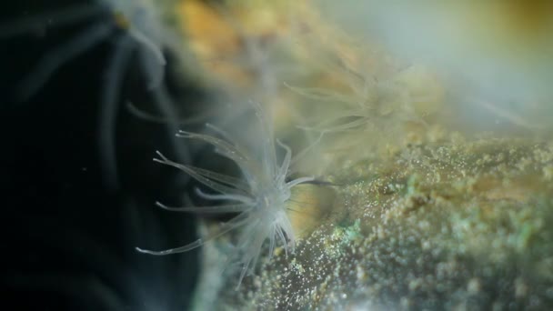 Actinia sp. 、おそらくDiadumene linataは、イソギンチャクが触手を動かし、黒海塩水海洋生物園水族館の水流でプランクトンの餌を捕まえる — ストック動画