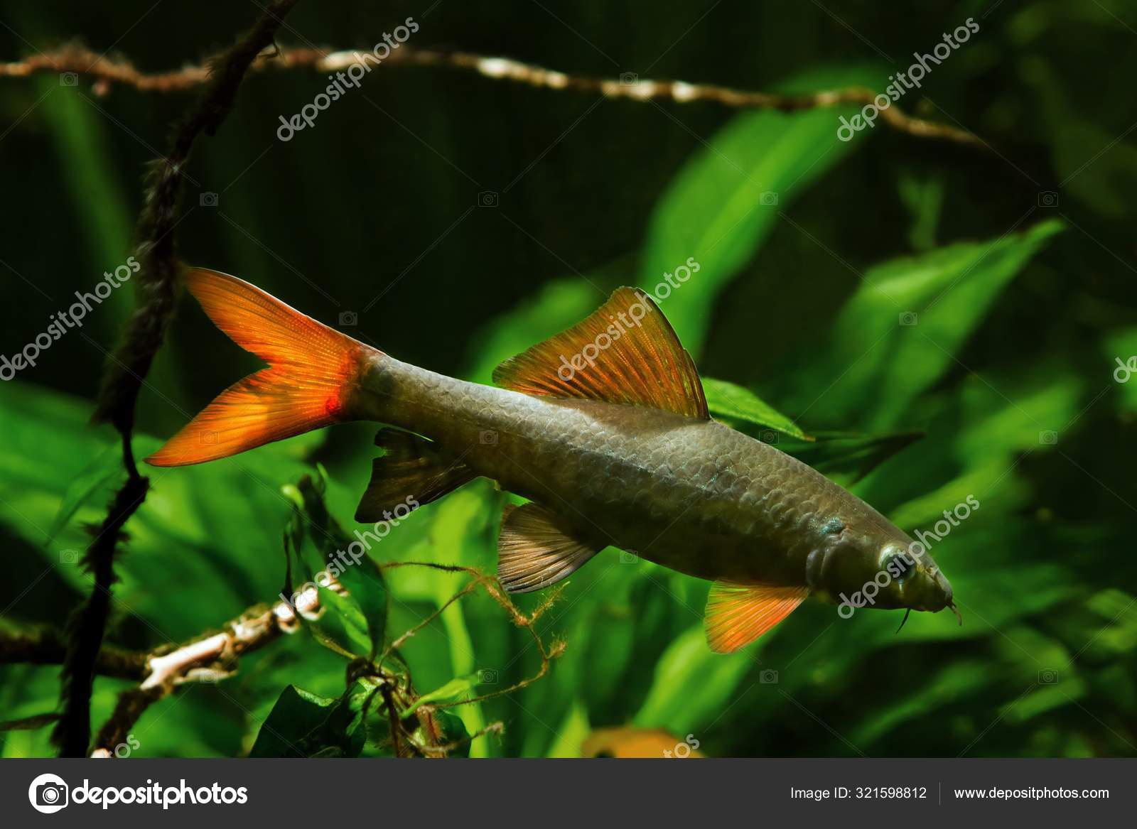彩虹鲨或鲨鱼是一种受欢迎和有用的淡水清洁成年鱼生活在自然水族馆里有明亮健康的植被和漂流的树木——图库图片©