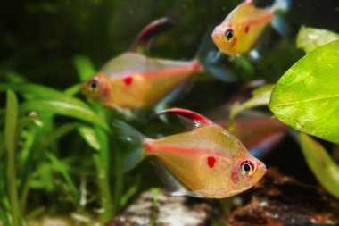 Bir grup kanayan kalp tetra, Hyphessobrycon sokolofi, tatlı su balığı, Rio Negro, Amazon havzası, Brezilya 'nın su bitkileri arasında doğal biyop akvaryumu