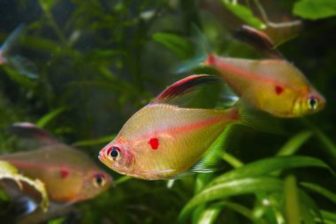 Kanayan kalp tetrasındaki aktif ve meraklı erkek, Hyphessobrycon sokolofi, tatlı su balığı, Rio Negro 'ya özgü doğal biyop akvaryumu, zengin su canlıları