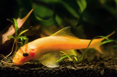 Gyrinocheilus aymonieri sp. 'nin yetişkin baskın dişisi, tatlı su portakal yosunları yiyen, doğa akvaryumundaki siyah taş substratı üzerinde çalışan popüler süs balığı.