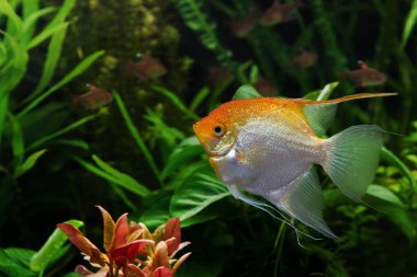 Genç, sağlıklı melek balığı erkek, yapay su ticareti yaban Pterophyllum scalare cichlid nadir bulunan Koi renklendirmesi, Amazon 'dan popüler süs balığı doğada akvaryum, serbest uzay ekimi