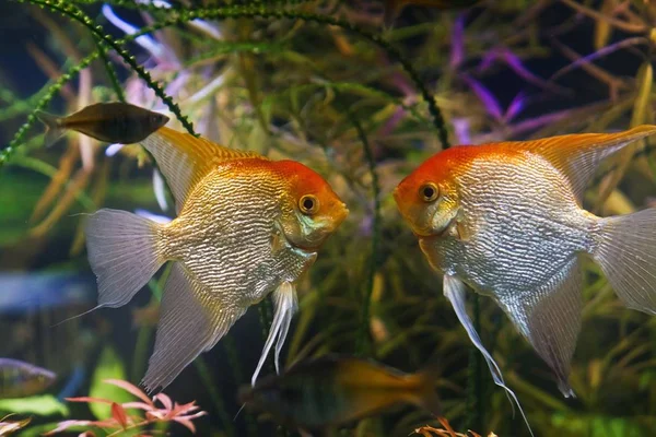 angelfish males ready to fight, artificial aqua trade breed of wild Pterophyllum scalare cichlid in Koi coloration, popular ornamental fish from Amazon basin, Brazil, nature planted aquarium design