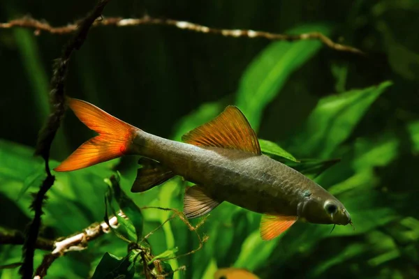 Tiburón Arco Iris Sharkminnow Popular Útil Limpiador Agua Dulce Peces —  Fotos de Stock