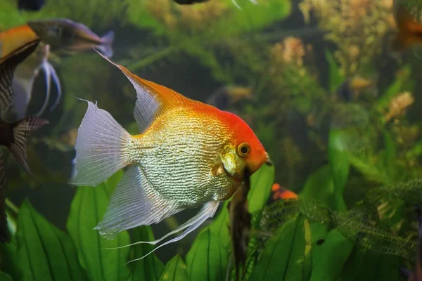 Genç Melek Balığı Erkek Yapay Ticareti Yaban Pterophyllum Scalare Cichlid — Stok fotoğraf