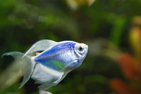 Preto Tetra Glofish Raça Gymnocorymbus Ternetzi Colorido Azul Adulto Ativo — Fotografia de Stock