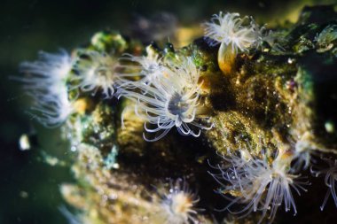 Uzun şeffaf dokunaçları olan deniz şakayığı, aktinia sp., muhtemelen Diadumene lineata, Karadeniz 'deki tuzlu su akvaryumunda plankton yakalar, garip, tehlikeli ve zehirli istilacı yabancı türler taşa yapışır