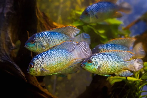 Nannacara Anomali Neon Mavisi Aktif Sağlıklı Yetişkin Tatlı Ciklet Balığı — Stok fotoğraf