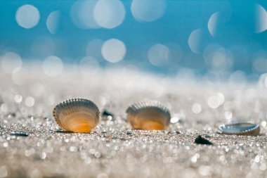 Boş şeffaf deniz kabukları Karadeniz 'de güneşli bir yaz sabahının keyfini çıkarın. Issız kumsalda, sığ, deniz kenarında aktif dinlenme konseptiyle aydınlık bir bokeh.