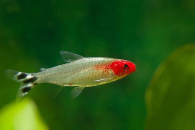 Rummy-nose tetra, hemigrammus rhodostomus, yumuşak cüce süs balığı Amazon nehrinden, Brezilya 'dan, aktif ve komik evcil hayvan, doğa akvaryumunda bakımı kolay.