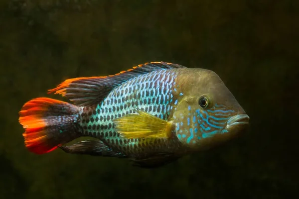 绿色恐怖 繁殖力强 家喻户晓的观赏鱼 自然水族馆中水族中最喜欢的物种 没有植物 — 图库照片