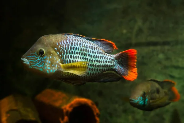 Bir Çift Yeşil Terör Andinoacara Rivulatus Parlak Üreme Renklerinde Erkek — Stok fotoğraf