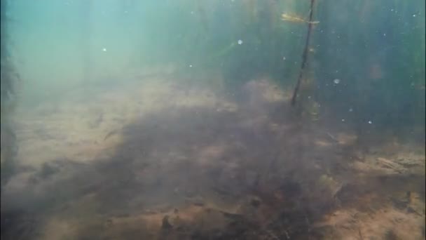 水藻和植物吸入空气气泡，在浅水湖中产生氧气，阳光在清澈清澈的海水中与波浪嬉戏，普通的栖鱼在明亮的水下游泳 — 图库视频影像