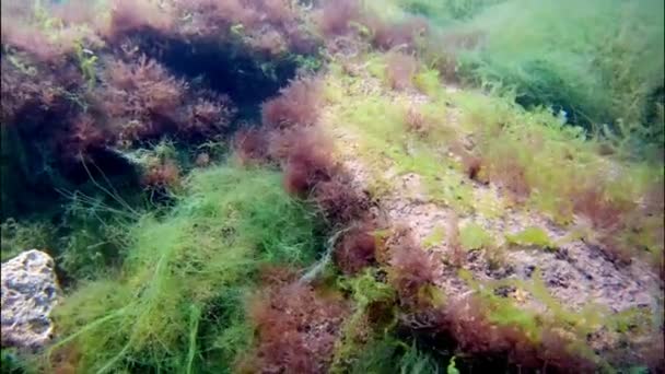 Rich and cool debris of green, brown, red algae on stnes, Black Sea bottom movie, snorkel in crystal clear water of  littoral zone on early morning — Stock Video