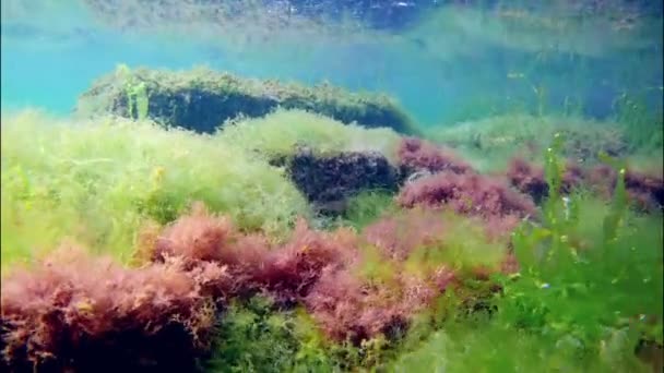 Images sous-marines de la mer Noire, plongée dans la zone littorale, riches algues vertes et rouges sur des pierres et des eaux cristallines tôt le matin — Video