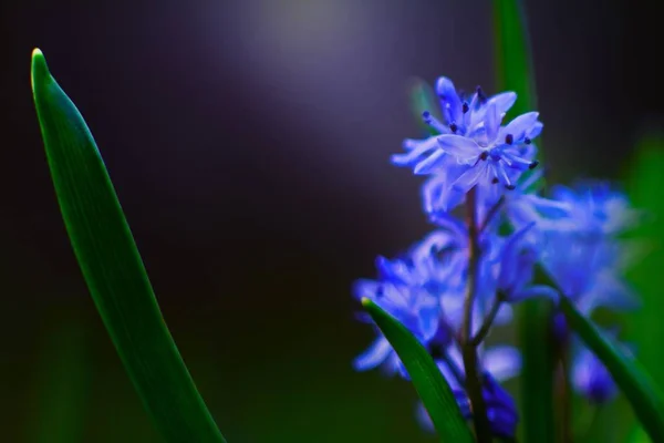 First Spring Blue Tender Flowers Squill Scilla Bifolia Forest Meadow — Stock Photo, Image