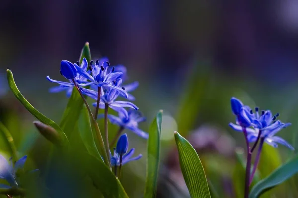 First Spring Blue Tender Flowers Squill Scilla Bifolia Forest Meadow — Stock Photo, Image