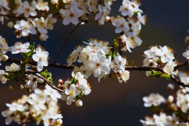 Hassas ve zıtlık deseni ekşi kiraz zengin çiçek derin mavi Nisan sabahı gökyüzü, doğa bir çiftlik bahçesinde doğrudan gün ışığının tadını çıkar, güzellik dekorasyonu konsepti