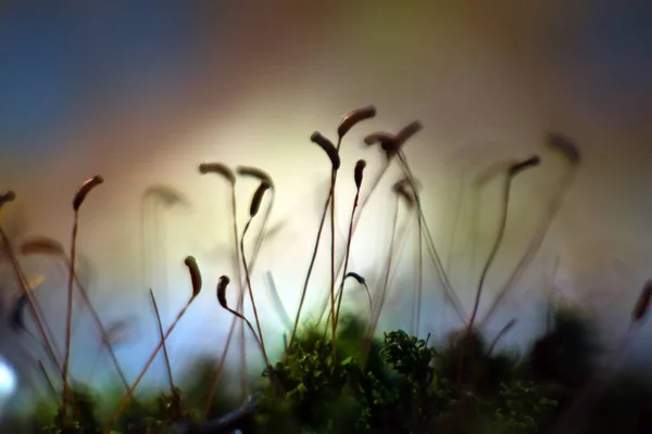 moss sporophyte silhouettes in spring sunshine, colorful blurred clear background texture, shallow depth of field