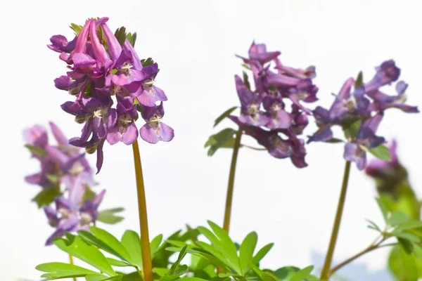 Finom Friss Virágzása Fumewort Esetleg Corydalis Solida Virágzás Lágy Napsugarak — Stock Fotó