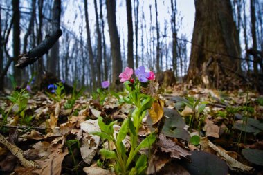 Pulmonaria obscura, bahar ormanı başlarında yapraklarla kaplanmış, mevsimlik tebrik kartpostallarıyla kaplı beneksiz akciğer otu renkli çiçeklerden oluşan taze bir çiçek açar.