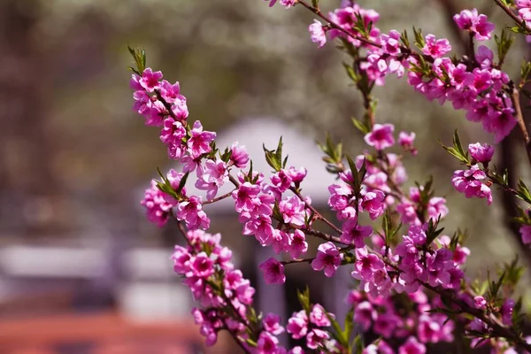 Orchard Delicate Branch Dwarf Cherry Rich Bloom Pink Flowers Soft — Stock Photo, Image
