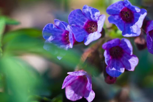 Malé Aromatické Květy Neposkvrněného Plodu Pulmonaria Obscura Rostou Časném Jarním — Stock fotografie