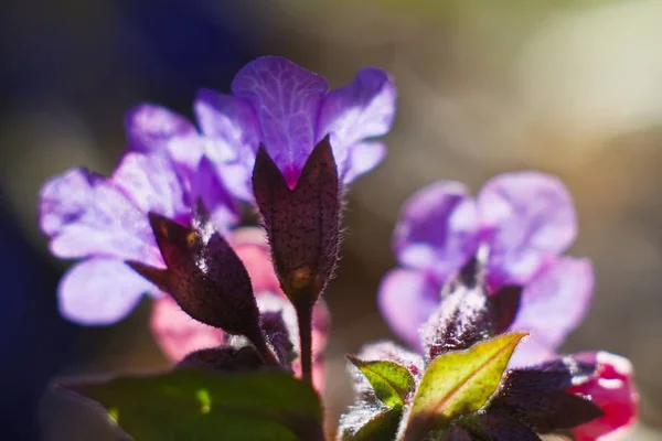 Jemné Jemné Květy Neposkvrněné Plísně Lesk Přímém Slunečním Světle Časné — Stock fotografie