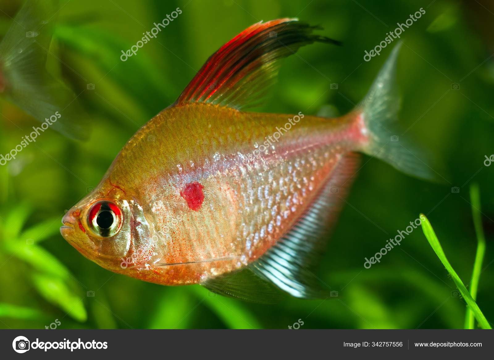 Bleeding Heart Tetra Popular Ornamental Blackwater Fish Barcelos