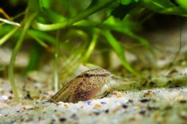 Yetişkin havası loach dikenli, geniş çaplı tatlı su cüce balığı Avrupa 'nın ılıman akvaryumunda kötü hava tahminlerinde bulunmak için kum tabanında saklanıyor.