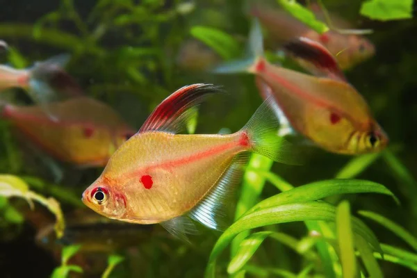 Kanayan kalp tetra sürüsü, Hyphessobrycon sokolofi, popüler. 