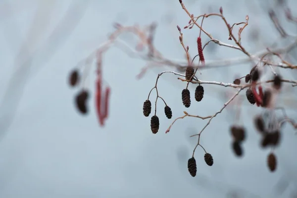 Catkin Flowers Seed Cones Alder Tree Winter Tender Blue Cloudy — Stock Photo, Image