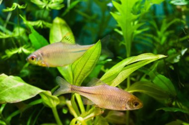 Güzel, süslemeli yetişkin bir çift gudgeon ya da yumurtlama renklerinde acılı balıklar bitkisel bir doğada tatlı su akvaryumunda yüzerler.