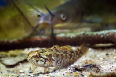 Chinese sleeper, juvenile aggressive freshwater fish species, dangerous invasive predator from Asia rest in temperate European biotope aquarium