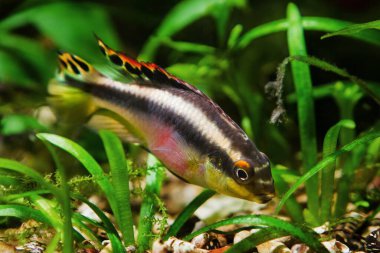 young active female of popular freshwater ornamental common krib species, endemic of African river Congo, kribensis cichlid in nature aquarium clipart