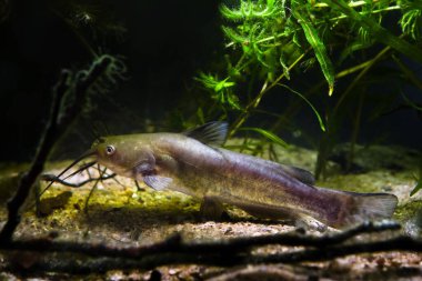 Açgözlü tatlı su yırtıcı kanalı yayın balığı, Avrupa 'nın ılıman soğuk su nehir biotope akvaryumunda, gerçek doğal su işareti olan kumların dibinde dinleniyor.